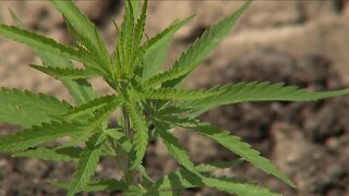 Hemp farmers are growing Ohio's first legal crop of hemp and learning how to do it along the way