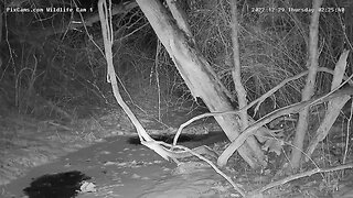 Mink seen on Wildlife Cam 1 on 12/29/2022