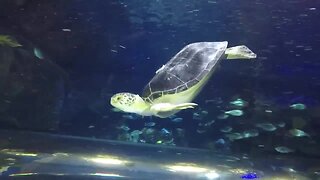 Minnesota students create 3D printed backpack for sea turtle