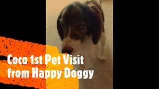 Coco 1st Happy Doggy Pet Visit