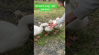 Greeting my geese #geese #freerange #pilgrimgeese