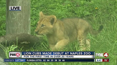 Lion cubs made debut at Naples Zoo