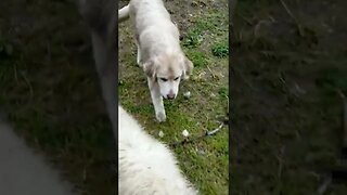 #greatpyreneese #workingdogs #guarddog #homesteading #homesteadlife #farm #farmlife #farmanimals