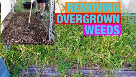Removing overgrown weeds from a garden bed