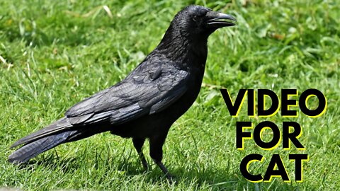 Crow Video For Cats For Kingdom Of Awais