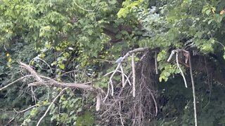 Belted kingfisher