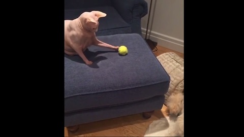 Cat and dog play fetch together