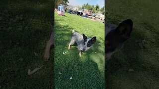 3 legged wonder #dog #fetch #puppy #animal #farmlife #ranch