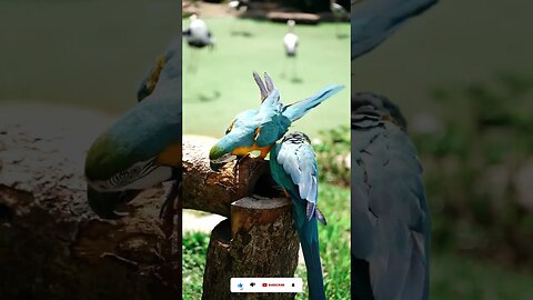 Colorful Parrot Calls from Around the World | ImagineView Shorts #short #satisfying #viral #travel