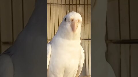 Cute Cockatiel Sky ❤️ | Cockatiels Craze