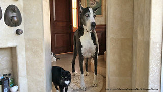 Funny Great Danes And Cats Wait For A Turn In The Shower