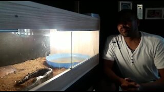 SOUTH AFRICA - Johannesburg - Snake feeding time (Video) (Q63)