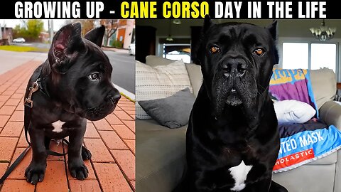 Growing Up - Cane Corso Day In The Life #dog #canecorso #puppy