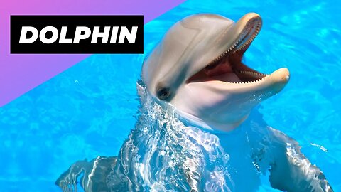 Dolphin 🐬 The Dark Side Of Dolphins