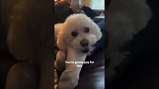 Never Wake Up a Sleeping Bichon