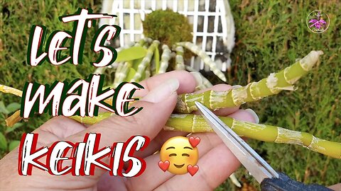 Propagating Dendrobium Canes for Keiki Growth | Grow keikis by cutting canes #ninjaorchids