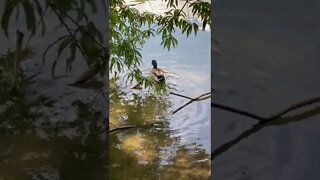 Male Mallard Duck Wades Into Pond #shorts