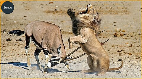 12 Scary Moments When Deadly Horns Crush Predators