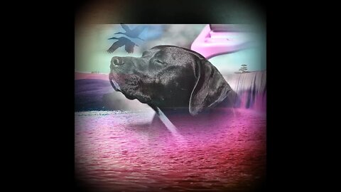 BLACK DOG PHOTOGRAPHY ART 2