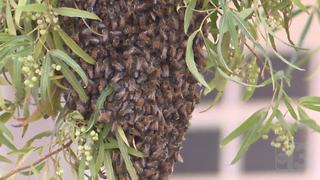 Bee swarm terrifies North Las Vegas couple