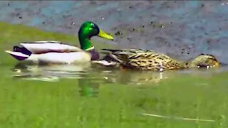 IECV NV #22 - 👀 Mallard Duck's Male & Female 🦆 🦆 4-24-2014