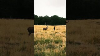 #fujifilm #xpro3 #cinematic #travel #reels #fyp #filmsimulation #nature #richmondpark #asmr #photo