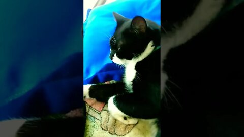 Gato Bartolomeu Tunico tirando um sono depois do almoço. Gato dormindo e cantando 😸