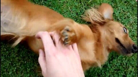 Mini Dachshund Is Hyped To See His Owner | Animal Human Friendship