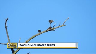 Saving Michigan's birds