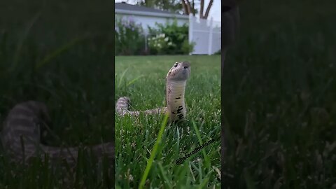 Cinder in the Evening (A Hognose short) #shorts #snake #hognosesnake #snakeoftheday