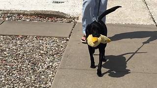 This Pooch Would Not Part From Her Favorite Stuffed Animal Even For A Walk