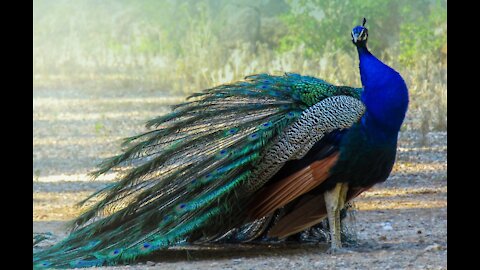 Peacock looking Forward to Caroline Doing a Live Painting to Him