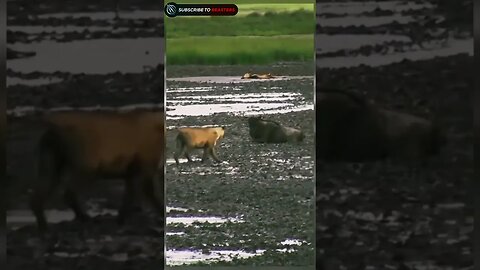 Lion tries to hunt baby wildbeest calf stuck in mud