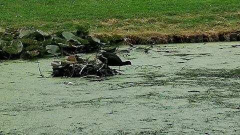 Duck building a nest on a pond