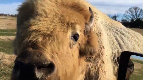 Buffalo Tries To Hop In The Family Car