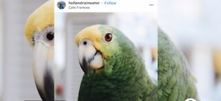 Search underway for restaurant's missing parrot