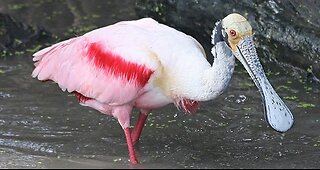 Northern Spoonbill