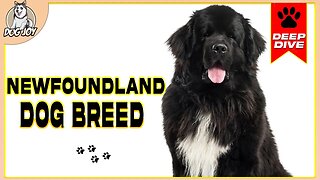 EVERYTHING You NEED to Know about the NEWFOUNDLAND