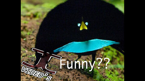 Funny Bird Videos TOP 15