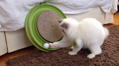 This Kitten Learns Physics In A Way We All Would Have Loved To