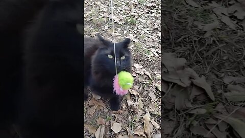 Wildewood Cat Colony Oreo Nibble Taz Twinkie & Piper