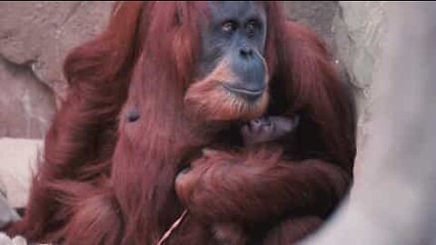 Denne orangutang er en meget stolt mor