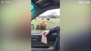 Urso mostra reflexo ao pegar comida arremessada