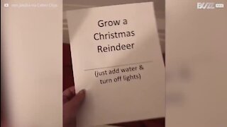 Como fazer "renas" com magia de Natal