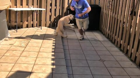 Dog Training In Fun Way. Part:01