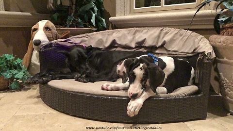 Sleepy doggies nap together on their cabana bed