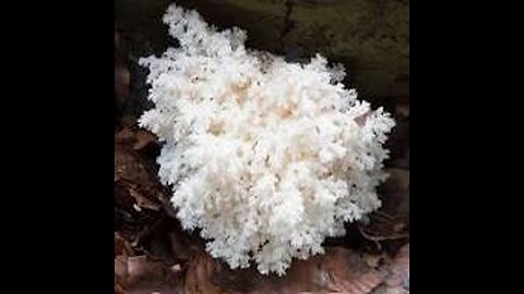 Lion's mane mushroom mycelium, providing relief for neuropathy