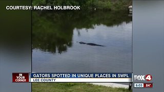 Multiple gators spotted throughout lee county