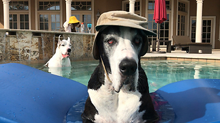 Hat-wearing Great Dane chills out in pool