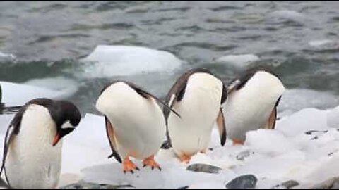 Pinguins da Antártica sem cabeça? Ou apenas ilusão ótica?